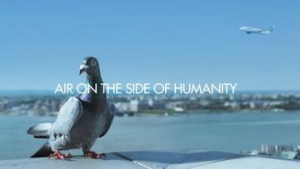 JetBlue Pigeon