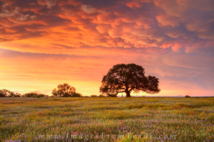 Between Llano and Mason in the Texas hill country, storm clouds move to the east as the sun sets in the west over this lone Oak tree and a field of mixed wildflowers, including bluebonnets, coreopsis, and paintbrush.